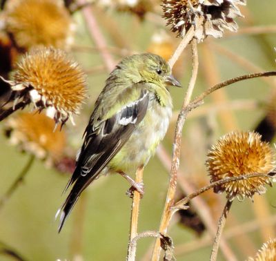 American Goldfinch