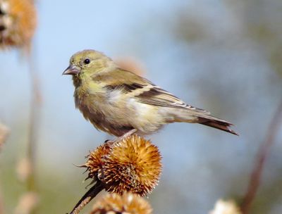 American Goldfinch