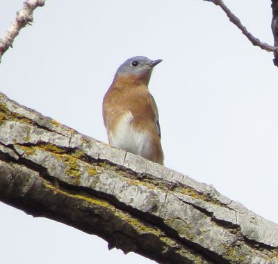 Eastern Bluebird