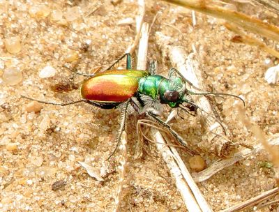 Festive Tiger Beetle