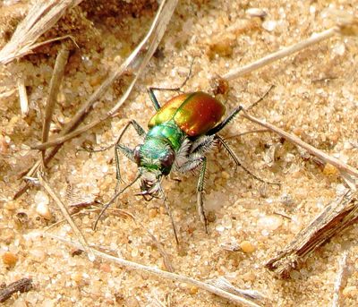 Festive Tiger Beetle