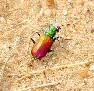 Festive Tiger Beetle
