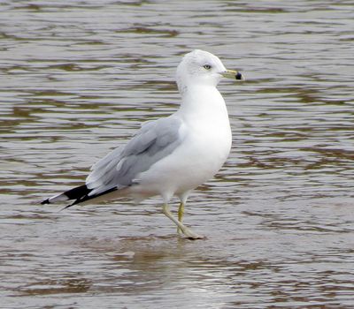 Ring-Billed Gull
