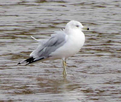 Ring-Billed Gull