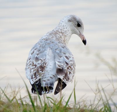 Ring-Billed Gull
