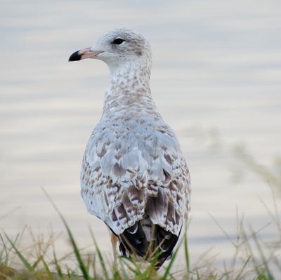 Ring-Billed Gull