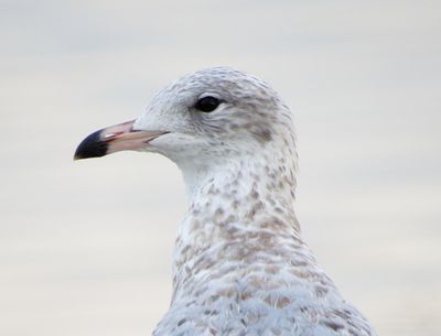 Ring-Billed Gull
