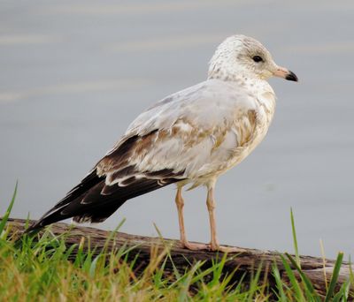 Ring-Billed Gull