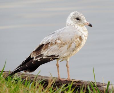 Ring-Billed Gull