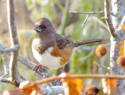 Eastern Towhee