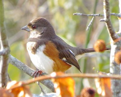 Eastern Towhee