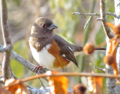 Eastern Towhee