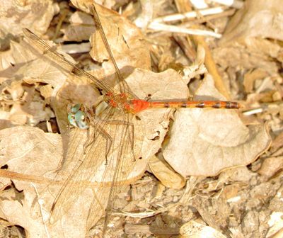 Blue-Faced Meadowhawk