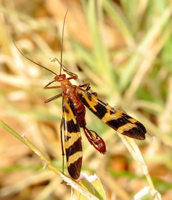 Nuptial Scorpionfly