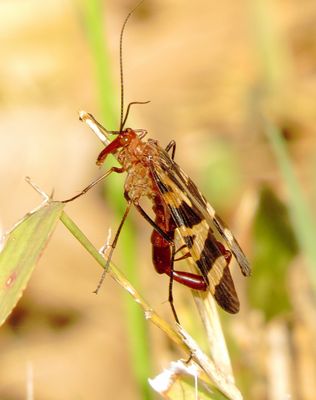Nuptial Scorpionfly