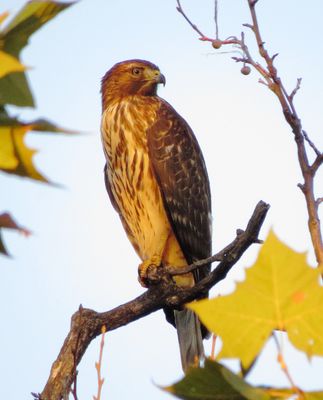Red-Shouldered Hawk