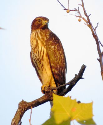 Red-Shouldered Hawk