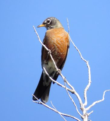 American Robin