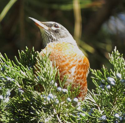 American Robin