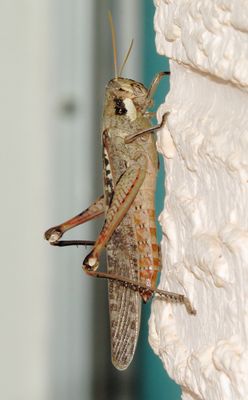 Gray Bird Grasshopper