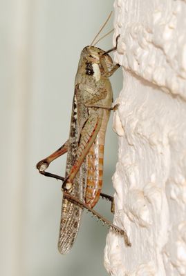 Gray Bird Grasshopper