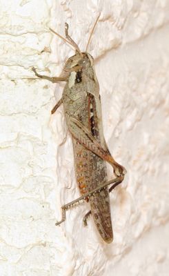 Gray Bird Grasshopper