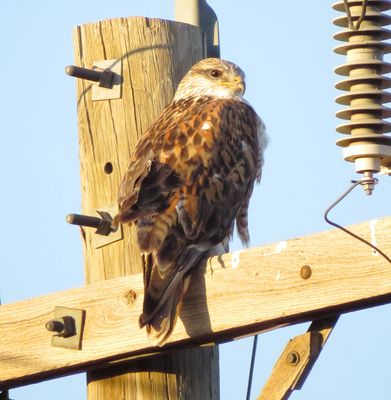 Ferruginous Hawk