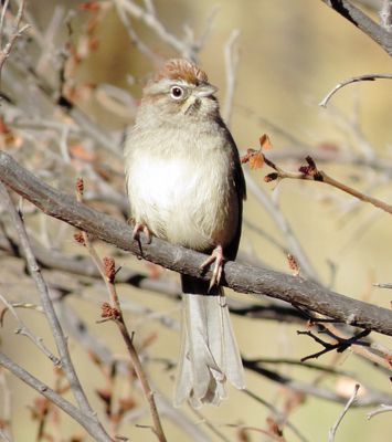 Rufous-Crowned Sparrow
