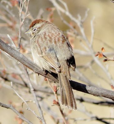 Rufous-Crowned Sparrow