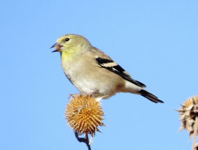 American Goldfinch
