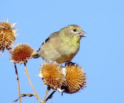 American Goldfinch