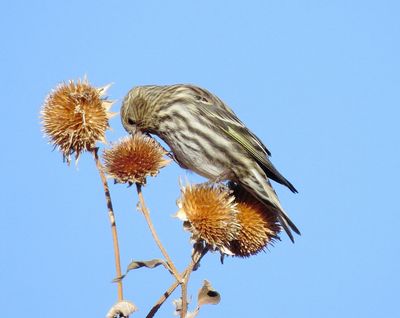 Pine Siskin