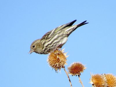 Pine Siskin