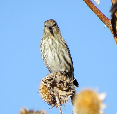 Pine Siskin