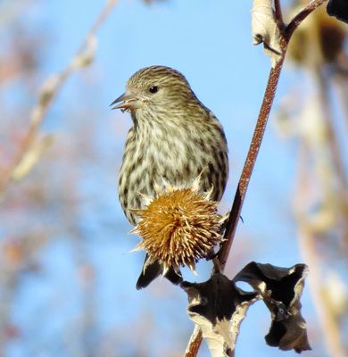 Pine Siskin