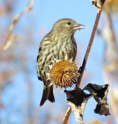 Pine Siskin