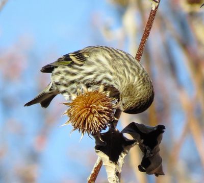 Pine Siskin