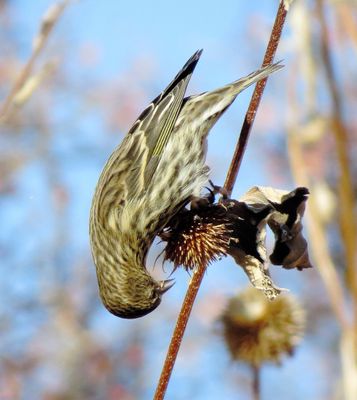 Pine Siskin