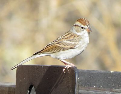 Chipping Sparrow