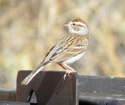 Chipping Sparrow