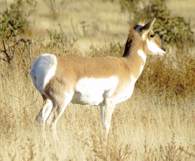 Pronghorn