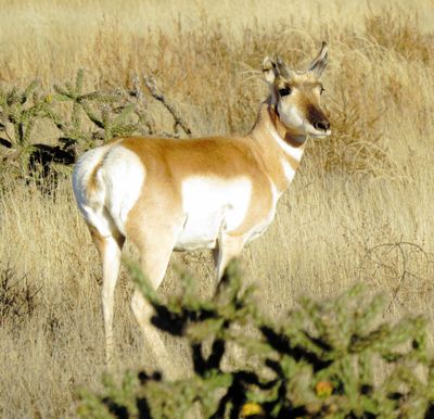 Pronghorn