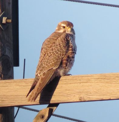 Prairie Falcon