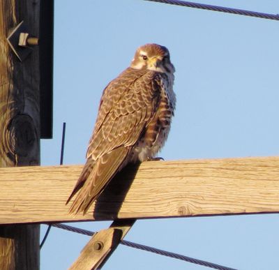 Prairie Falcon