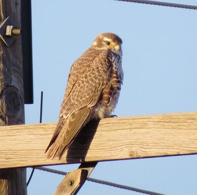 Prairie Falcon