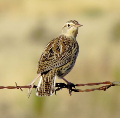 Western Meadowlark