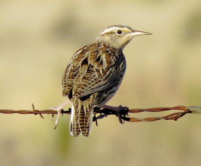 Western Meadowlark