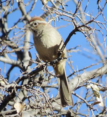 Rufous-Crowned Sparrow