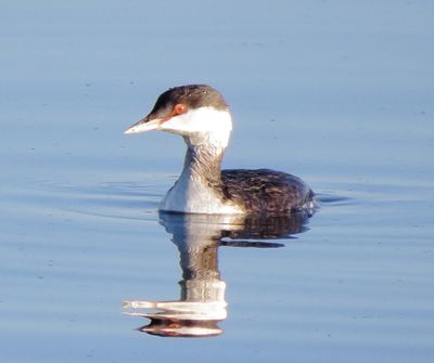 Horned Grebe