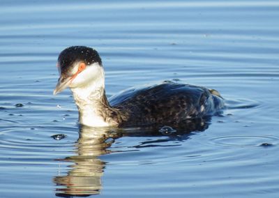Horned Grebe